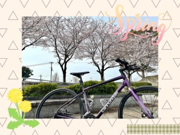 メカニック青木のサイクルブログ　Vol.④『桜の季節はあっちゅう間』
